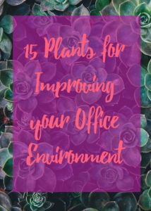 15 Plants for Improving your Office Environment