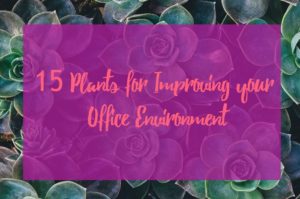 15 plants for improving office environment