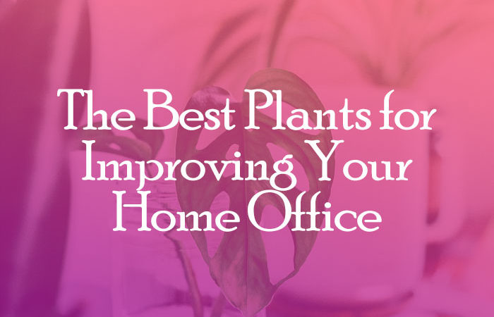 15 Plants for Improving your Office Environment